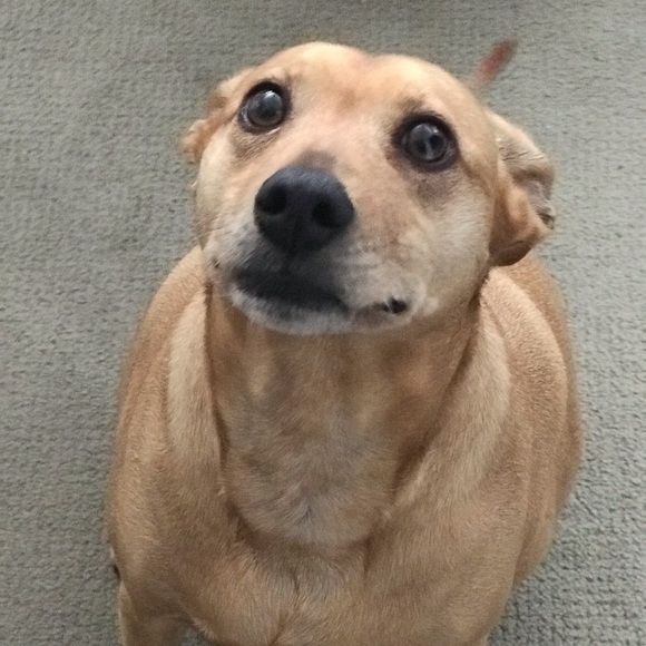 Meet your Posher, Teresa - Picture 2 of 4